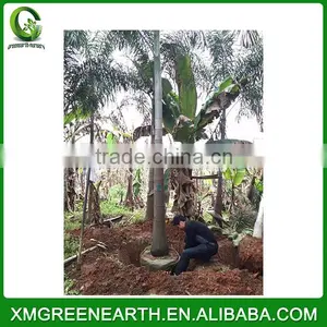 Wodyetia Bifurcata Palms (2) thumbnail-1