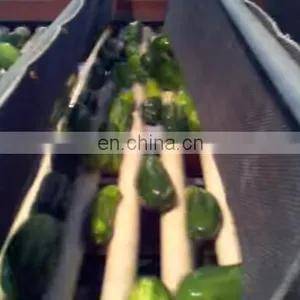 Fully Automatic Stainless Steel Cucumber Length Sorting thumbnail-5