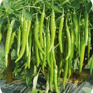 Hot Pepper Seed Hybrid F1 Shp206 Seed for Sowing thumbnail-1