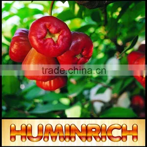 Relationship Between Root Growth And Fertilization Of Fruit Trees thumbnail-2