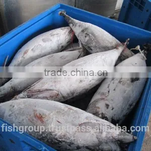 ALBACORE WHOLE ROUND thumbnail-3