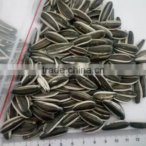 New Crop Chinese Sunflower Seed 5009/3638/0409/103/601 for Bird thumbnail-1