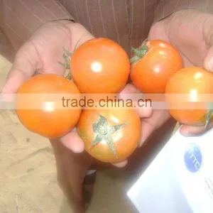 Tomatoes thumbnail-1