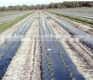 Black Mulch Plastic Mulch Film for Agriculture thumbnail-2