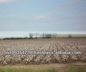 Cotton thumbnail-1