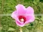 Standard Herbal Extract/Dried Hibiscus Flowers Powder thumbnail-1