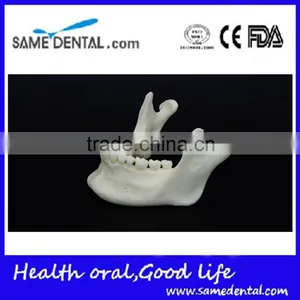 Dental Simulation Mandibular Model DEA-41 thumbnail-4