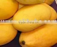 Fresh Indian Mango Alphonso / Dashehri / Chaunsa / Kesar FRESH MANGO INDIA thumbnail-1