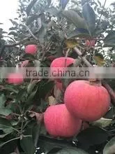 FRESH APPLES FRUITS thumbnail-2