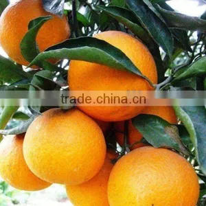 Orange Concentrate thumbnail-1