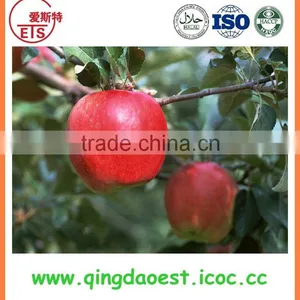 Wholesale 2015 Top Grade Apple thumbnail-6