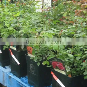 Multi Color Roses Seedlings thumbnail-1