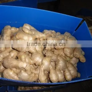 Fresh Washed Ginger thumbnail-5