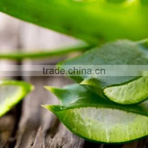 Natural Plant Extract Aloe Vera thumbnail-4