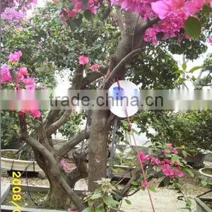 Bougainvillea Glabra Live Plants Live Bonsai thumbnail-3