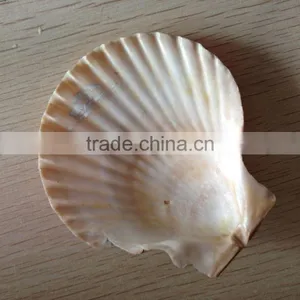 Raw Mother of Pearl Shells thumbnail-1