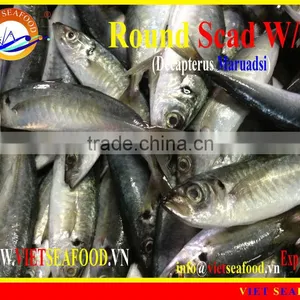 W/R FROZEN ROUND SCAD thumbnail-1
