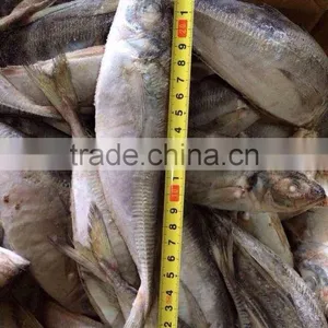 HORSE MACKEREL TARCHURUS JAPONICUS 20CM+ thumbnail-1
