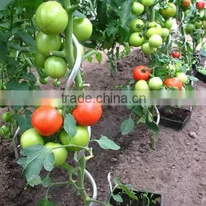 Garden Steel Plant Support/tomato Spiral thumbnail-2