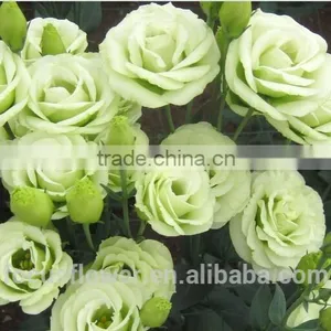 2017 High Quality Green Eustoma Factory Direct Flower For Sale thumbnail-3