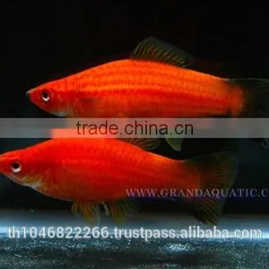 Swordtail Fish / Live Ornamental Fish thumbnail-6