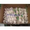 Nomal White Garlic thumbnail-1