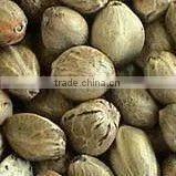 Organic Hemp Seeds for Bird Feed thumbnail-1