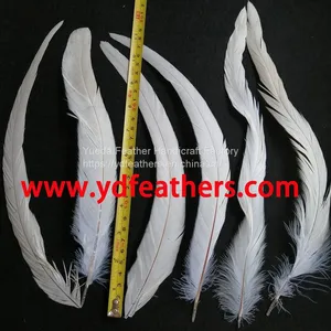 Bleached Black Rooster/Coque/Cocktail Feather 12-14