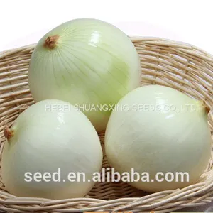 High Yield and Good Disease-resistant White Onion Seeds for Planting thumbnail-2