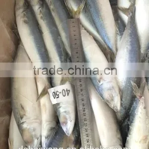 BQF Whole Round Pacific Mackerel Size 40 - 50 Pcs /g thumbnail-3