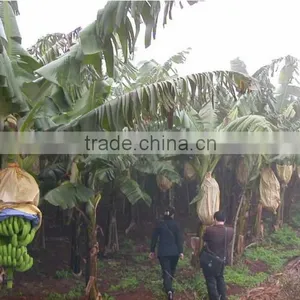Factory Direct Supply Banana Fruit Protection Bags thumbnail-4