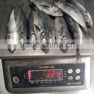 30-50g for Bait Small Size Horse Mackerel or Sacd thumbnail-2
