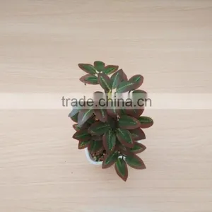 Outdoor Bonsai Rose Blossom Tree,mini Fake Agave Plant Treens thumbnail-1