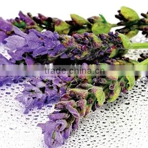 Essential Lavender Massage Oil thumbnail-1