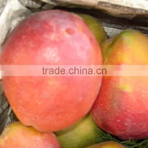 LaL BadShah Mango thumbnail-1