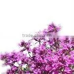 Thyme Oil BP/EP/USP thumbnail-1