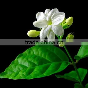 Jasmine Oil (Sambac Absolute) thumbnail-1