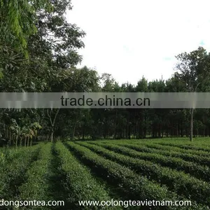 Organic Oriental Beauty Tea thumbnail-5