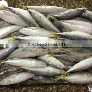 Whole Round Frozen Fish 8-10pcs/kg for Canned Mackerel thumbnail-1