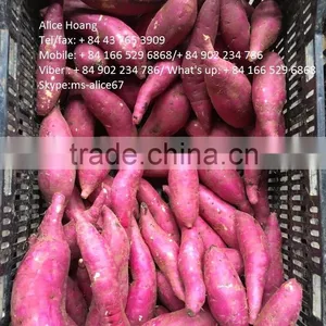 Fleshed Sweet Potato thumbnail-2