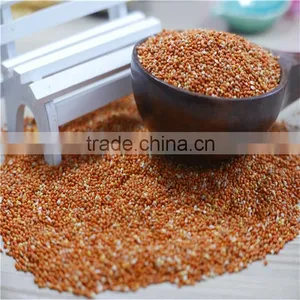 Well Chosen Yellow Millet in Husk thumbnail-2
