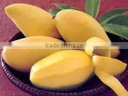 Fresh Mango Competitive Price From Vietnam thumbnail-1