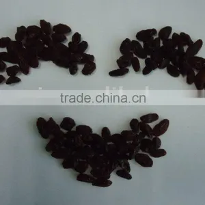 Brown Raisin thumbnail-1