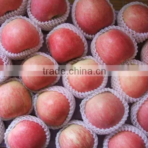 FUJI APPLE CROP 201 thumbnail-1