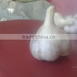 White Garlic thumbnail-4