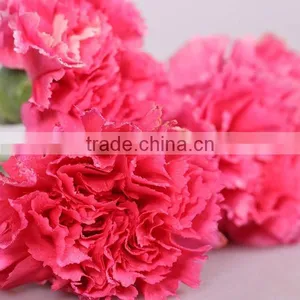 Best Quality Fresh Carnation Flower With Low Price thumbnail-2