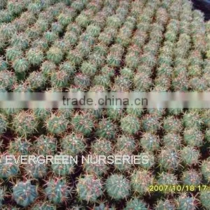 Ferocactus Latispinus thumbnail-1