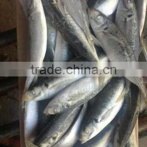 Frozen Horse Mackerel Fish thumbnail-1