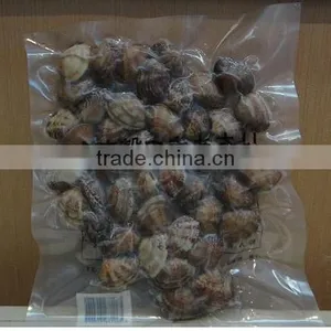 Good Quality Short Necked Clams thumbnail-1