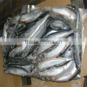 Sea Food and Retail Frozen Wholesale Fishing thumbnail-1